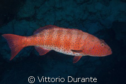 Plectropomus Pessuliferus by Vittorio Durante 